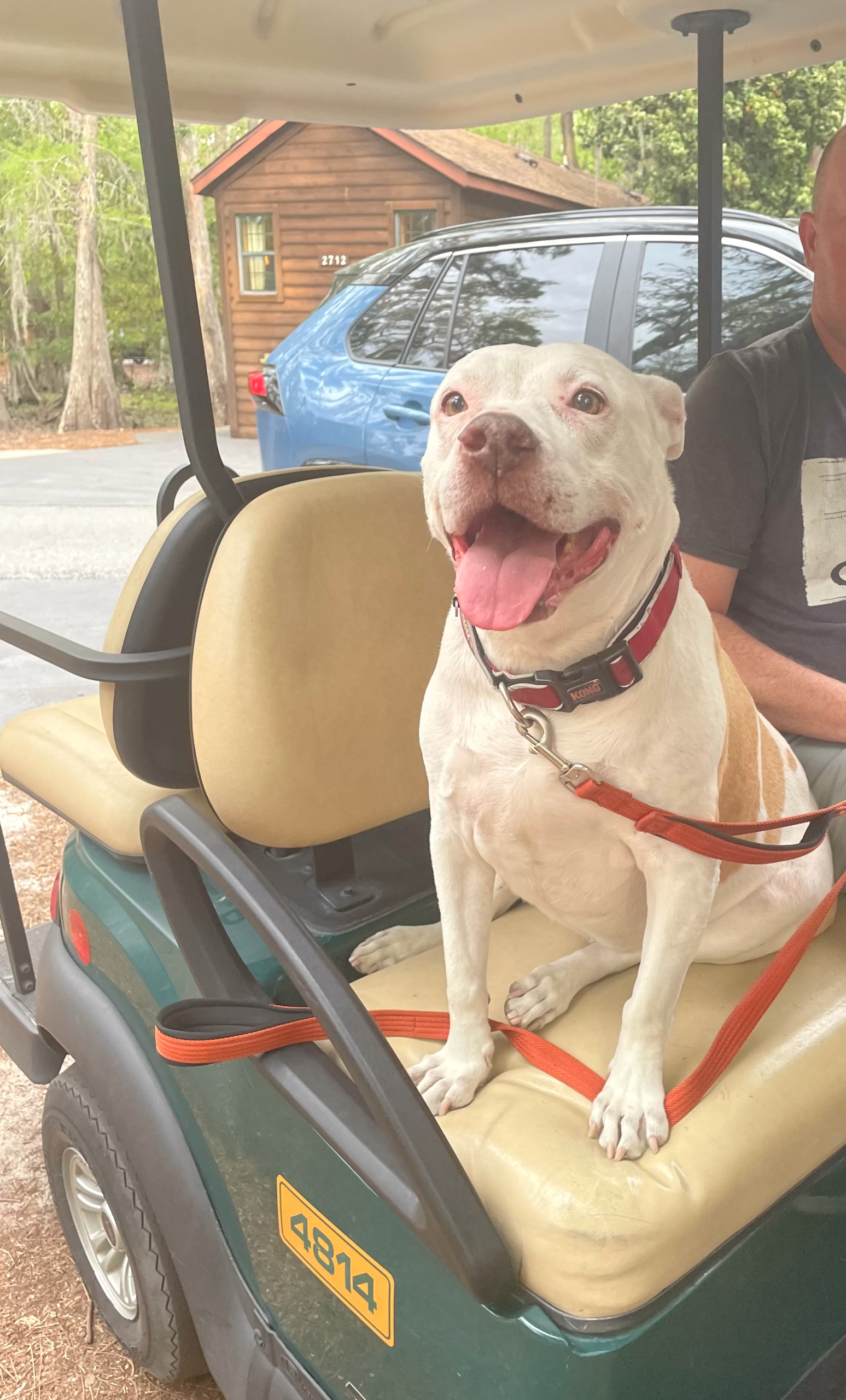 Disney Fort Wilderness Cabins With a Dog: Full Guide & Honest Review