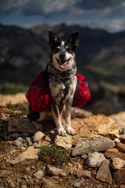 Pet-Friendly Vacation Spots in the South